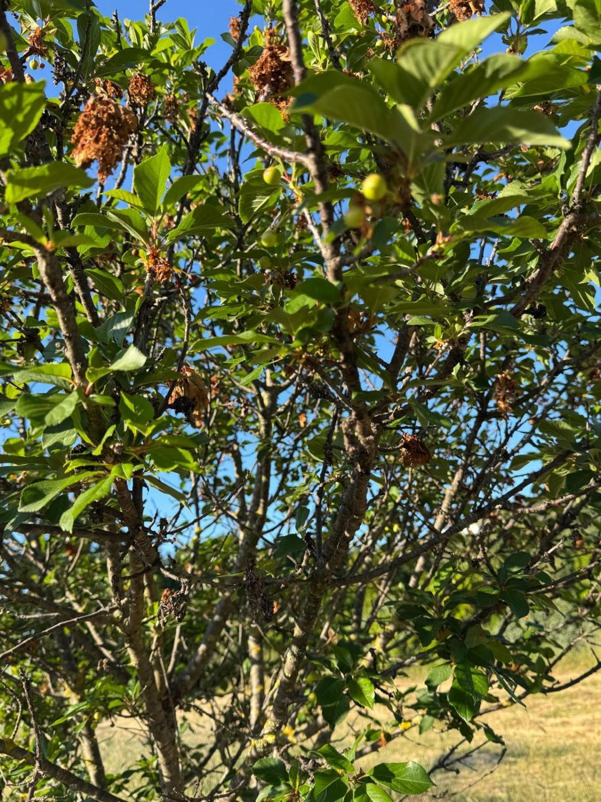 La Piana Di Calena Βίλα Peschici Εξωτερικό φωτογραφία